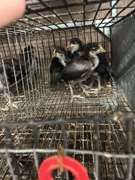 5 White Face Black Spanish Pullets