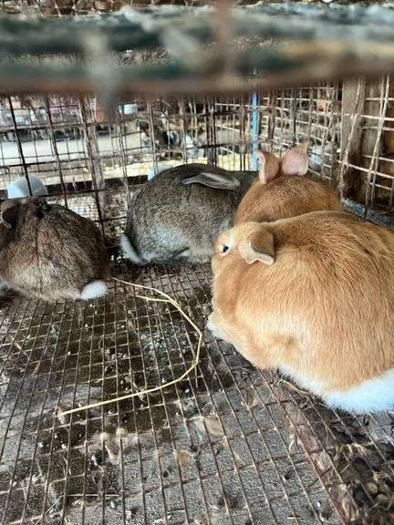 4 Meat Rabbits