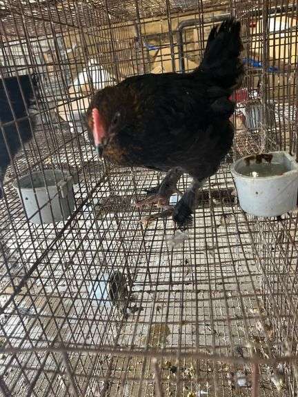 Black Copper Maran Cockerel