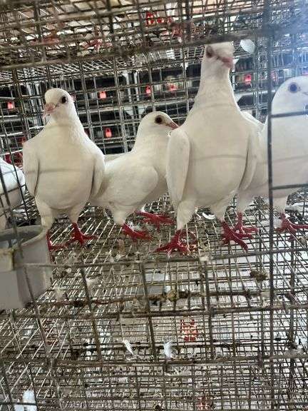 4 Homer Pigeons