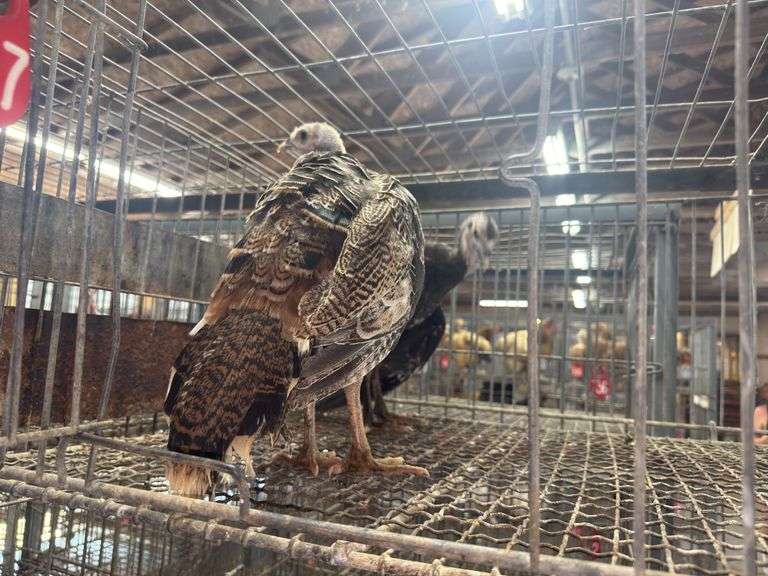 Pair of Royal Palm Trkeys - 12 Wks Old