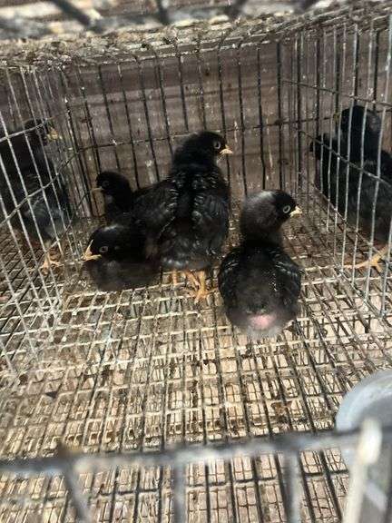 5 Rustic Rock Pullets