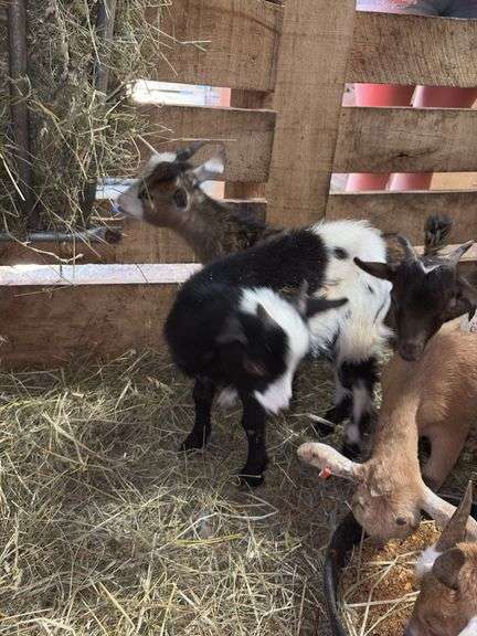 Black & White Spotted Nigerian Dwarf Billy