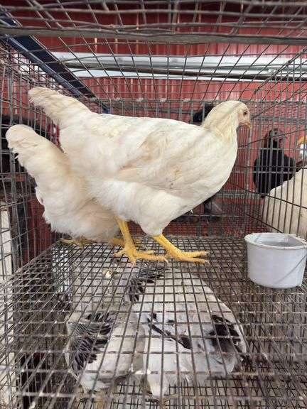 2 Amberlink Pullets