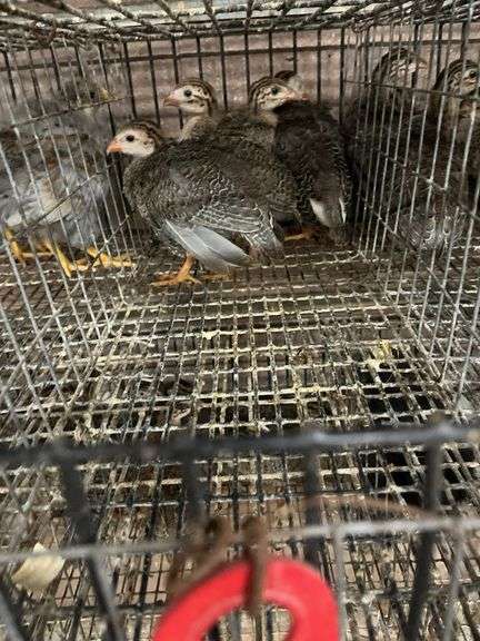 4 French Pearl & Pied Guinea Keets