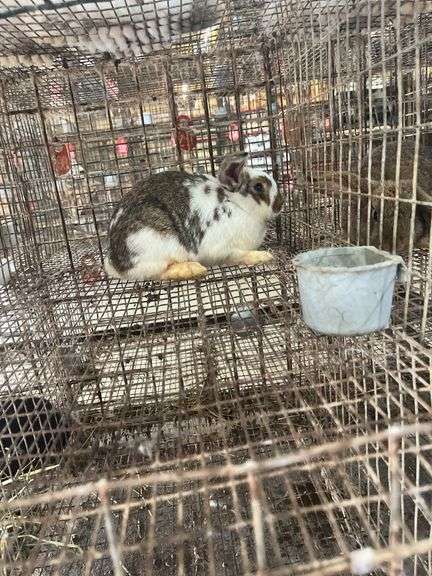 Mini Lop Cross Doe - 10 Wks Old