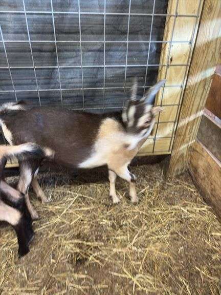Brown & Black Alpine Cross Buckling - 3.5 Months Old