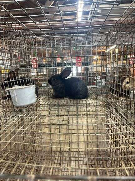 Black Flemish Giant Mini Rex