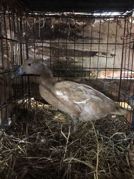 Chocolate Khaki Laying Hen "Pecan"
