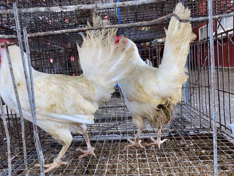 2 White Leghorn Hens