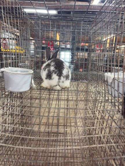 Brown & White Bunny