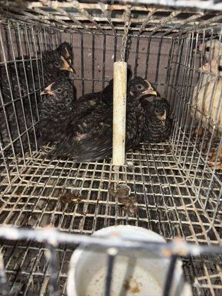 4 Plymouth Barred Rock Hens