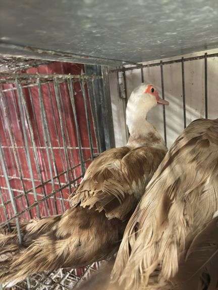 Trio Muscovys