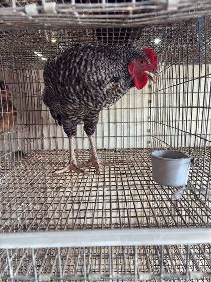 Barred Rock Rooster