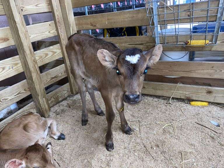 Crossbred Heifer Bottle Calf - Had Colostrum