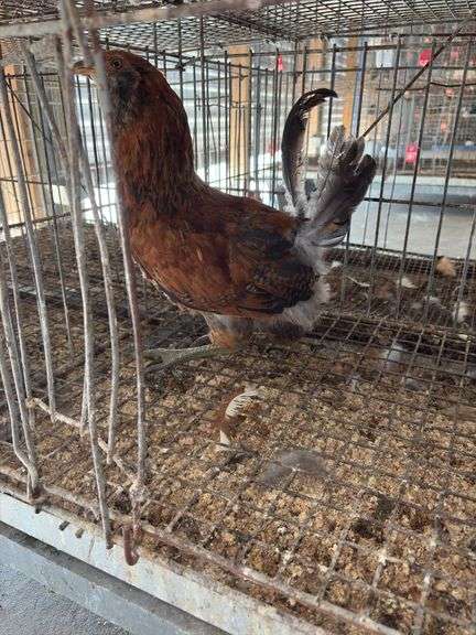 Easter Egger Rooster - 4 Months Old - Friendly