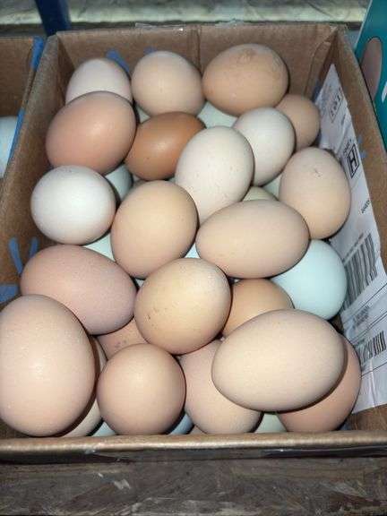 4 Doz XL/Large Eating Eggs