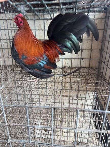 BB Red Banty Rooster
