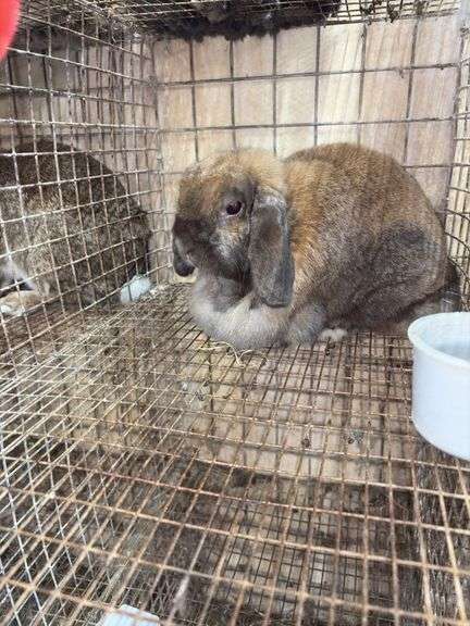 Mini Lop Doe "Trixy"