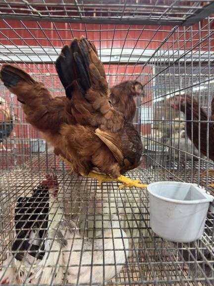 2 Rhode Island Red Pullets