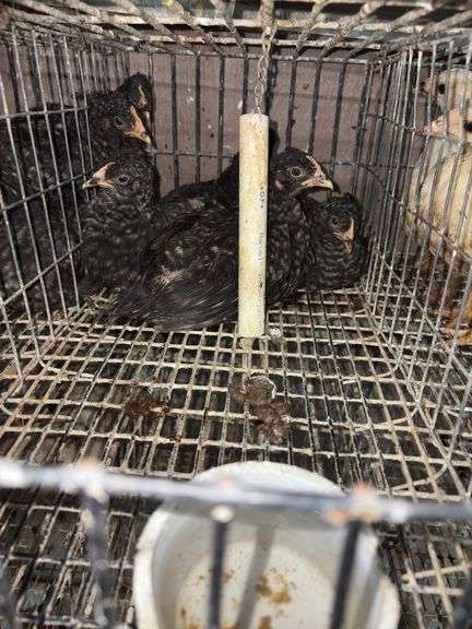 4 Plymouth Barred Rock Hens