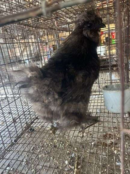 Silkie Rooster