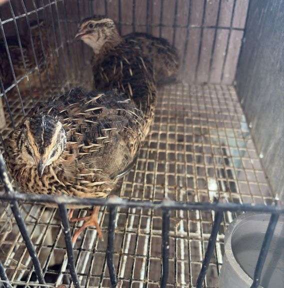 3 Coturnix Quail