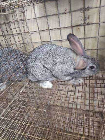 American Chinchilla Doe w/ Pedigree - 9 Wks Old