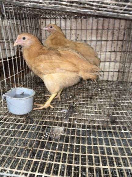 2 Buff Orpington Pullets