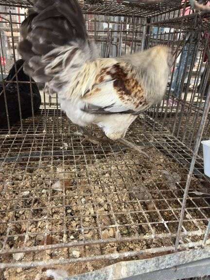 Young Easter Egger Rooster