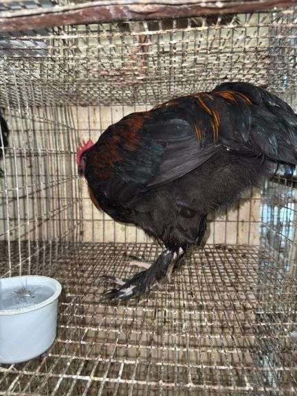 Black Copper Maran Rooster - From Dark Lines