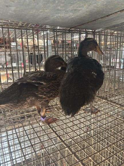 Pair Rouen Ducks