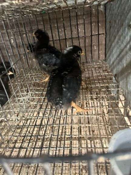 5 Rustic Rock Pullets