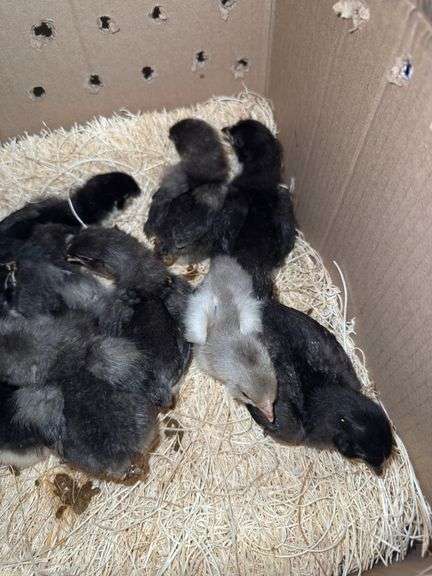 10 BC1 Olive Egger to Blue Copper Maran Chicks - 2 Wks Old