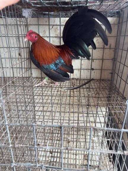 BB Red Banty Rooster