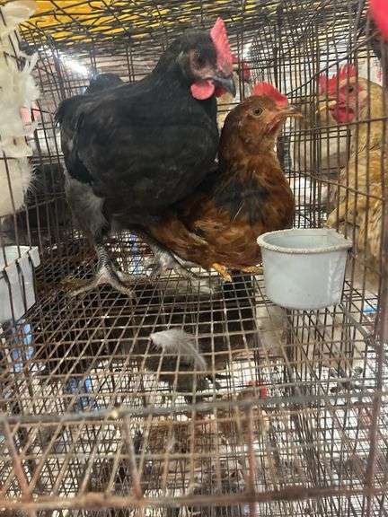 2 Barnyard Mix Chickens