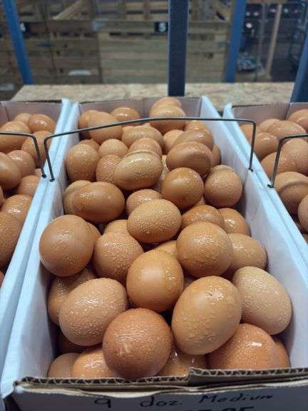 9 Doz Medium Brown Eating Eggs