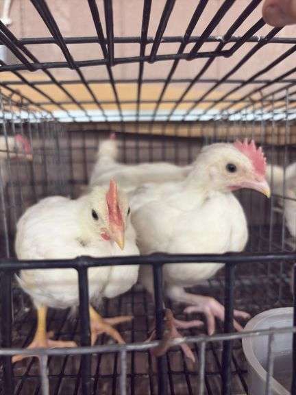3 White Leghorn Cockerels