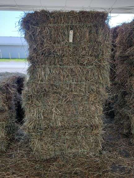 20 1st Orchard Grass Timothy Mix