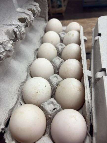 3 Doz Xlarge Duck Eating Eggs
