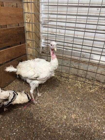 Royal Palm Hen Turkey - 16 Mos Old