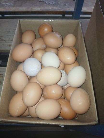 4 Doz Large Brown Eating Eggs