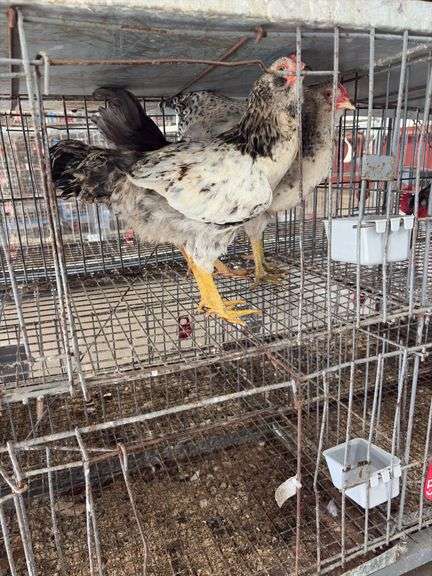 3 Easter Egger Roosters