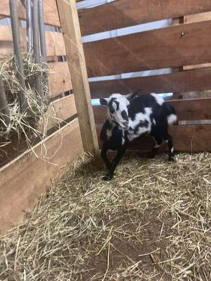 Black & White Polled Nigerian Dwarf Bred Nanny