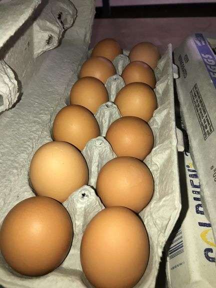 4 Doz Brown Eating Eggs