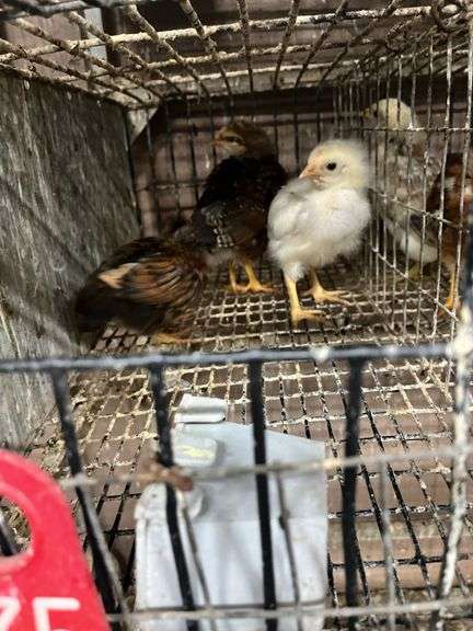 3 Egyptian Fayoumi Chicks