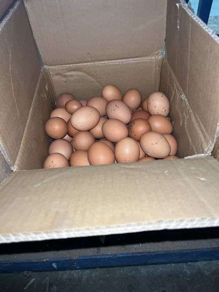5 Doz Xlarge Brown Eating Eggs