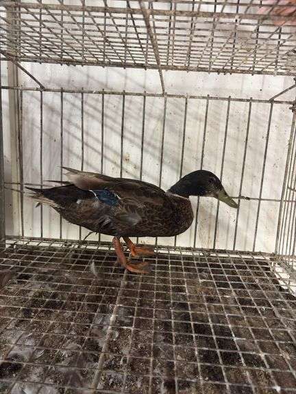 Mallard Drake