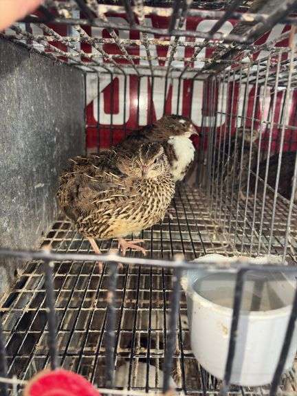 3 Coturnix Quail