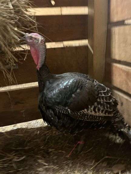 Hen Turkey